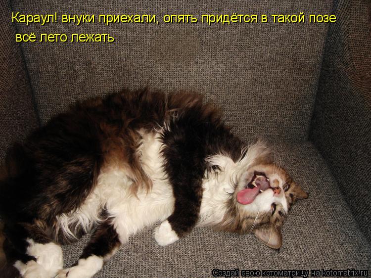 Караул! внуки приехали, опять придётся в такой позе всё лето лежать... Котоматрица: Караул! внуки приехали, опять придётся в такой позе всё лето лежать
