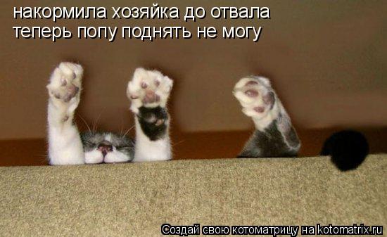 накормила хозяйка до отвала теперь попу поднять не могу... Котоматрица: накормила хозяйка до отвала теперь попу поднять не могу