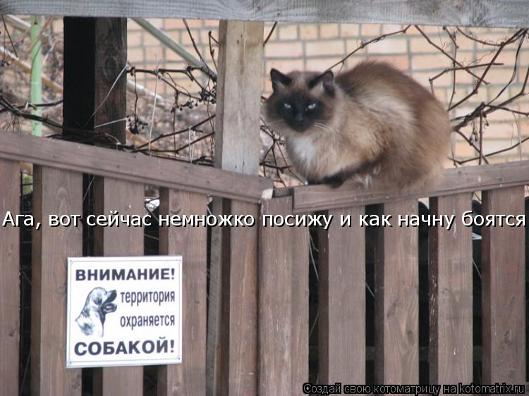 Ага, вот сейчас немножко посижу и как начну боятся!!!... Котоматрица: Ага, вот сейчас немножко посижу и как начну боятся!!!