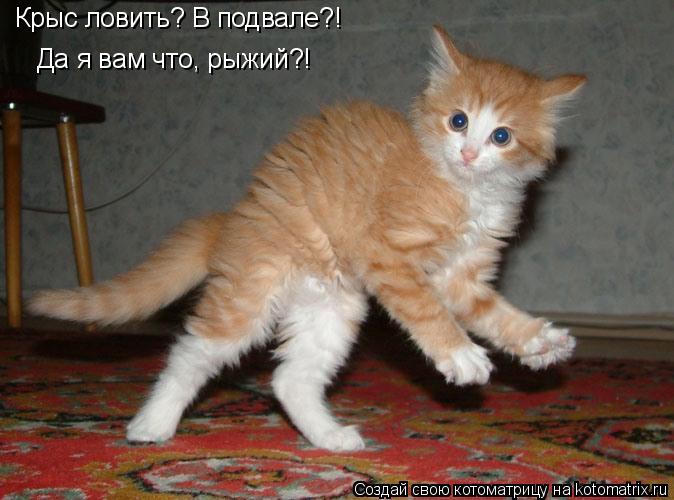 Котоматрица: Крыс ловить? В подвале?! Да я вам что, рыжий?!