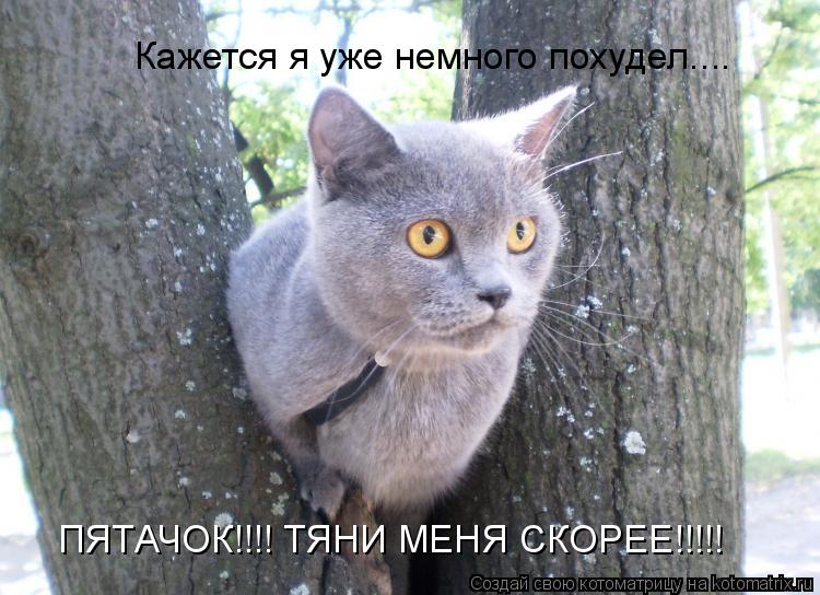 Кажется я уже немного похудел.... ПЯТАЧОК!!!! ТЯНИ МЕНЯ СКОРЕЕ!!!!!... Котоматрица: Кажется я уже немного похудел.... ПЯТАЧОК!!!! ТЯНИ МЕНЯ СКОРЕЕ!!!!!