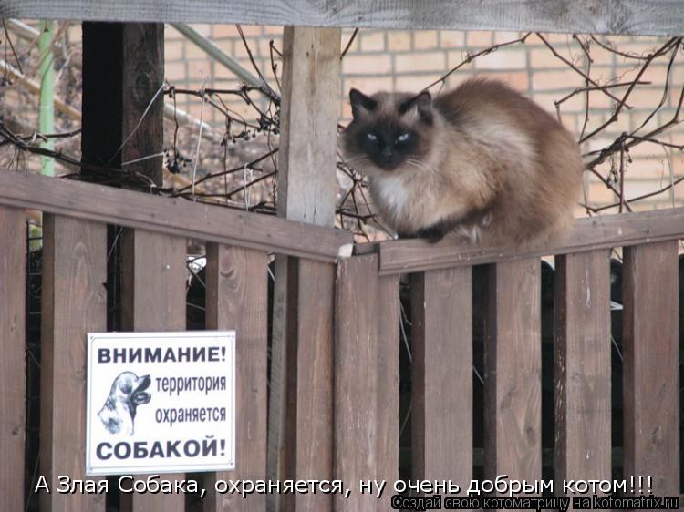 А Злая Собака, охраняется, ну очень добрым котом!!!... Котоматрица: А Злая Собака, охраняется, ну очень добрым котом!!!