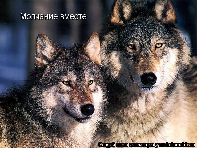 Молчание вместе... Котоматрица: Молчание вместе