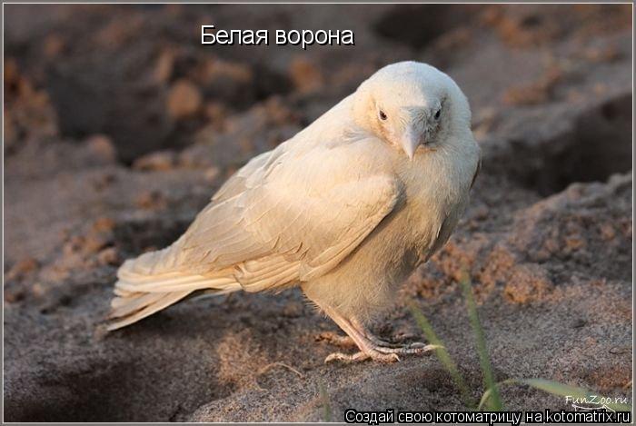 Белая ворона... Котоматрица: Белая ворона