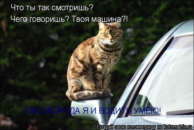 Что ты так смотришь? Чего говоришь? Твоя машина?! УЖЕ МОЯ!!!ДА Я И ВОДИТЬ УМЕЮ!... Котоматрица: Что ты так смотришь? Чего говоришь? Твоя машина?! УЖЕ МОЯ!!!ДА Я И ВОДИТЬ УМЕЮ!