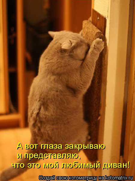 А вот глаза закрываю и представляю, что это мой любимый диван!... Котоматрица: А вот глаза закрываю и представляю, что это мой любимый диван!