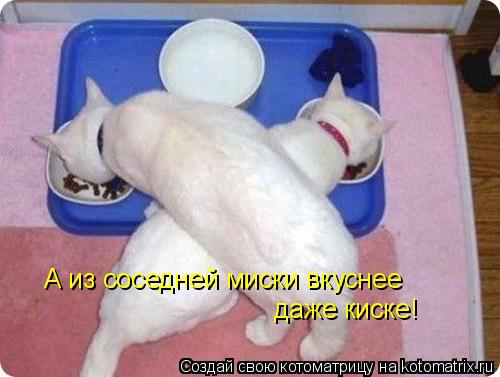 А из соседней миски вкуснее даже киске!... Котоматрица: А из соседней миски вкуснее даже киске!