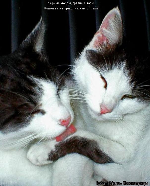 Чёрные морды, грязные лапы... Кошки такие пришли к нам от папы...... Котоматрица: Чёрные морды, грязные лапы... Кошки такие пришли к нам от папы...