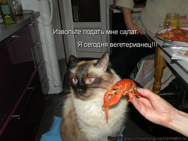 Извольте подать мне салат. Я сегодня вегетерианец!!!... Котоматрица: Извольте подать мне салат. Я сегодня вегетерианец!!!
