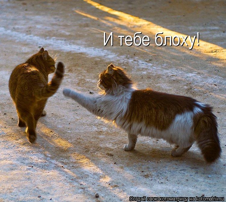 И тебе блоху!... Котоматрица: И тебе блоху!