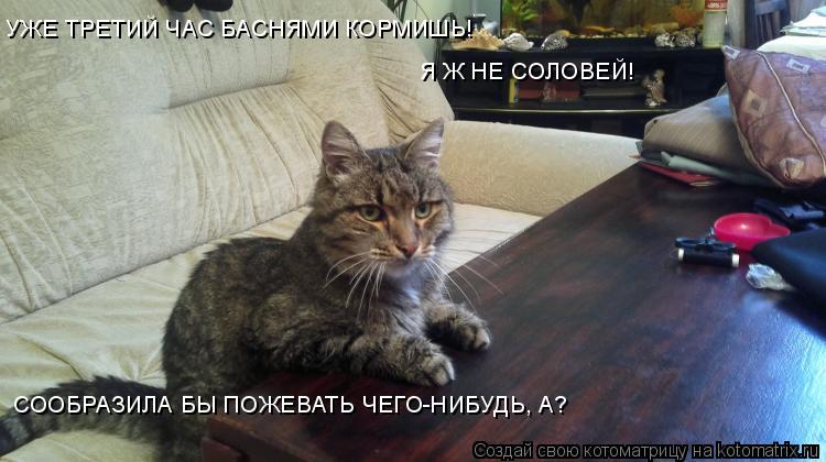 УЖЕ ТРЕТИЙ ЧАС БАСНЯМИ КОРМИШЬ! Я Ж НЕ СОЛОВЕЙ! СООБРАЗИЛА БЫ ПОЖЕВАТЬ ЧЕГО-НИБУДЬ, А?... Котоматрица: УЖЕ ТРЕТИЙ ЧАС БАСНЯМИ КОРМИШЬ! Я Ж НЕ СОЛОВЕЙ! СООБРАЗИЛА БЫ ПОЖЕВАТЬ ЧЕГО-НИБУДЬ, А?