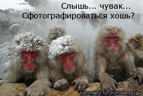Слышь... чувак... Сфотографироваться хошь?... Котоматрица: Слышь... чувак... Сфотографироваться хошь?