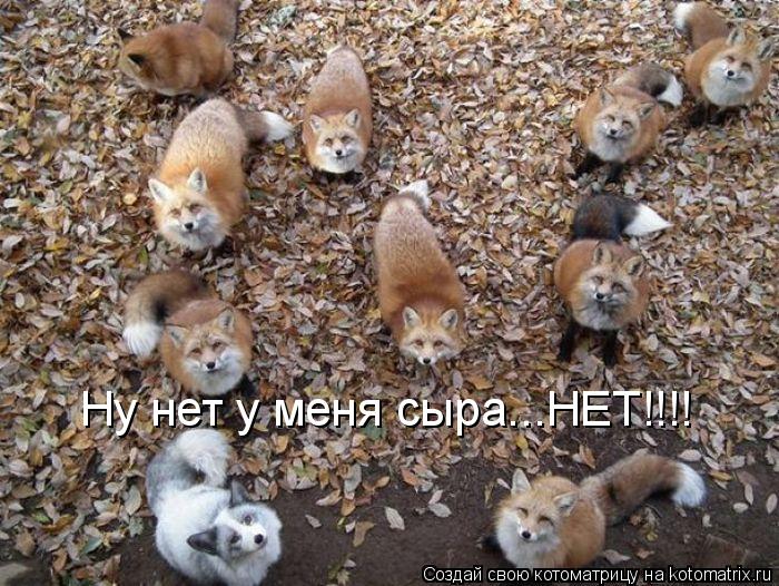 Ну нет у меня сыра...НЕТ!!!!... Котоматрица: Ну нет у меня сыра...НЕТ!!!!