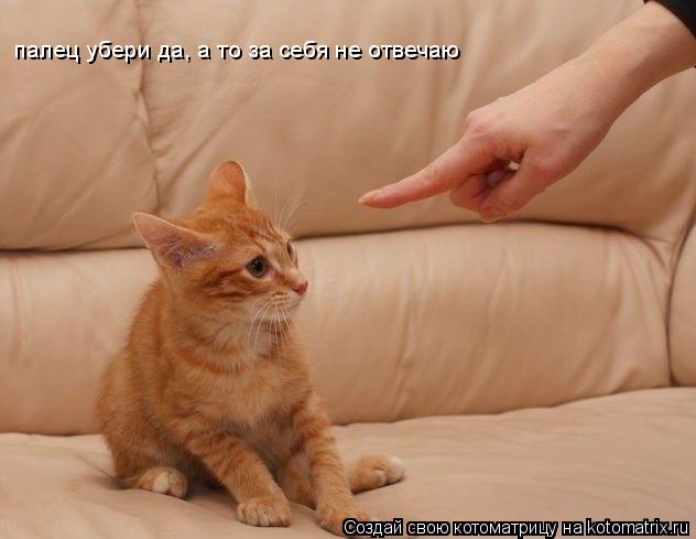 палец убери да, а то за себя не отвечаю... Котоматрица: палец убери да, а то за себя не отвечаю