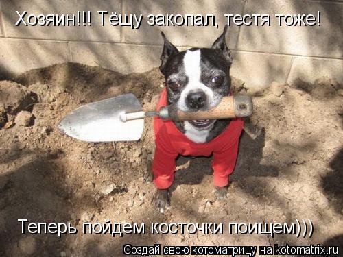 Хозяин!!! Тёщу закопал, тестя тоже! Теперь пойдем косточки поищем)))... Котоматрица: Хозяин!!! Тёщу закопал, тестя тоже! Теперь пойдем косточки поищем)))