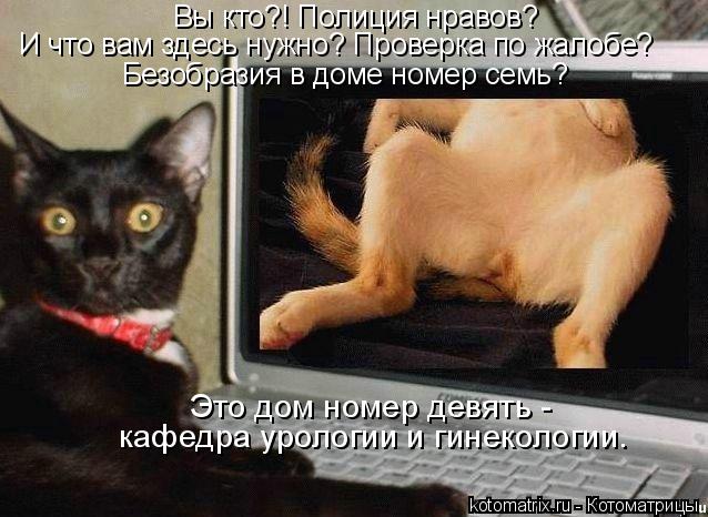 И что вам здесь нужно? Проверка по жалобе? Вы кто?! Полиция нравов? Безобразия в доме номер семь? Э... Котоматрица: И что вам здесь нужно? Проверка по жалобе? Вы кто?! Полиция нравов? Безобразия в доме номер семь? Это дом номер девять - кафедра урологии и ги