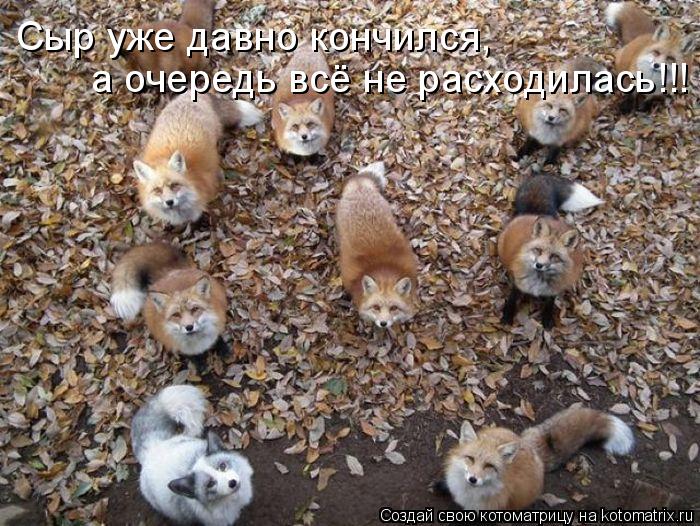 Сыр уже давно кончился, а очередь всё не расходилась!!!... Котоматрица: Сыр уже давно кончился, а очередь всё не расходилась!!!