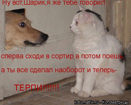 Ну вот,Шарик,я же тебе говорил сперва сходи в сортир,а потом поешь, а ты все сделал наоборот и теперь... Котоматрица: Ну вот,Шарик,я же тебе говорил сперва сходи в сортир,а потом поешь, а ты все сделал наоборот и теперь- ТЕРПИ!!!!!!!