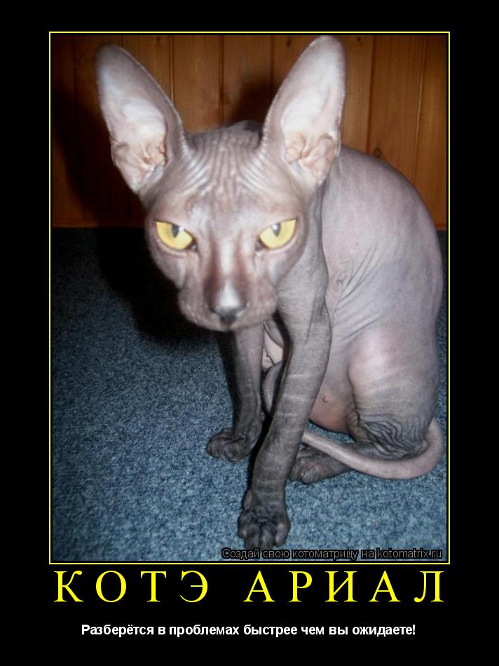 Котэ Ариал Разберётся в проблемах быстрее чем вы ожидаете!... Котоматрица: Котэ Ариал Разберётся в проблемах быстрее чем вы ожидаете!