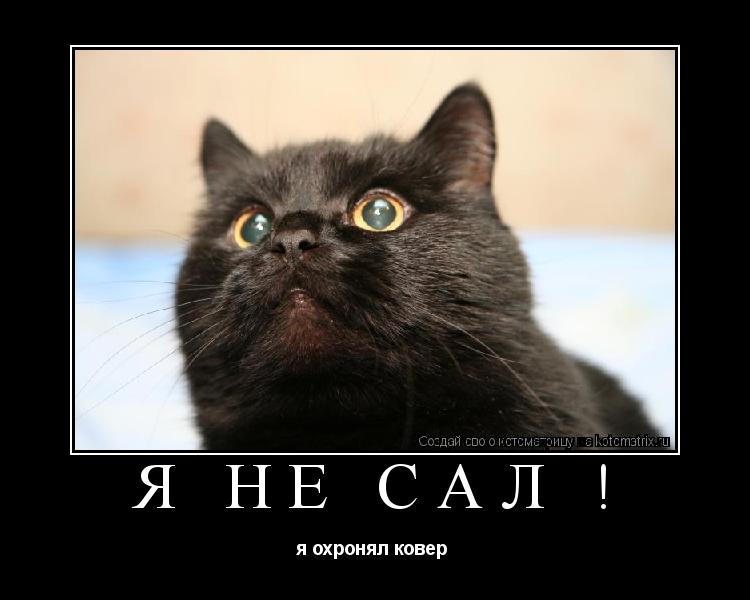 я не сал ! я охронял ковер ... Котоматрица: я не сал ! я охронял ковер