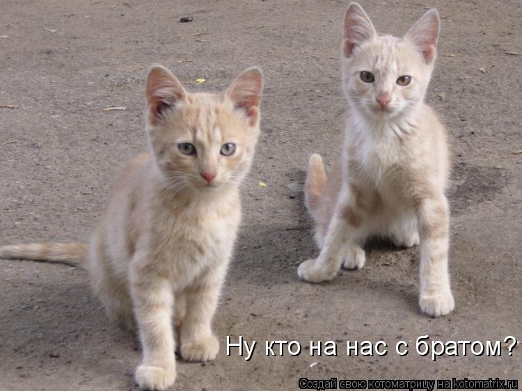 Ну кто на нас с братом?... Котоматрица: Ну кто на нас с братом?