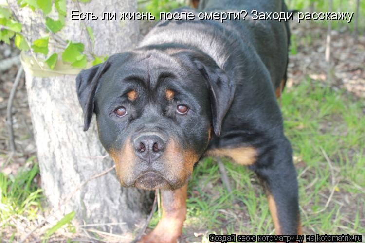 Есть ли жизнь после смерти? Заходи расскажу... Котоматрица: Есть ли жизнь после смерти? Заходи расскажу