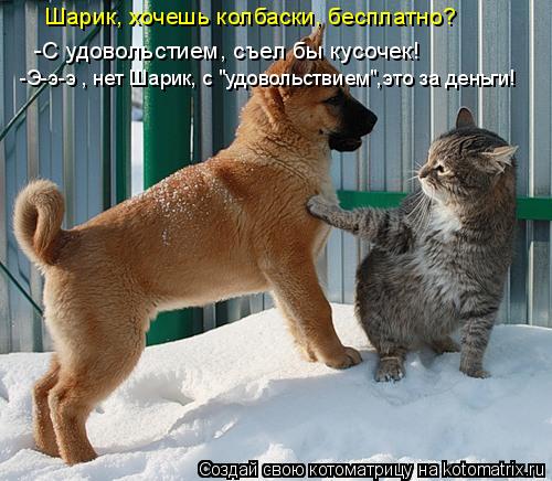 Шарик, хочешь колбаски, бесплатно? -С удовольстием, съел бы кусочек! -Э-э-э , нет Шарик, с "удовольст... Котоматрица: Шарик, хочешь колбаски, бесплатно? -С удовольстием, съел бы кусочек! -Э-э-э , нет Шарик, с "удовольствием",это за деньги!