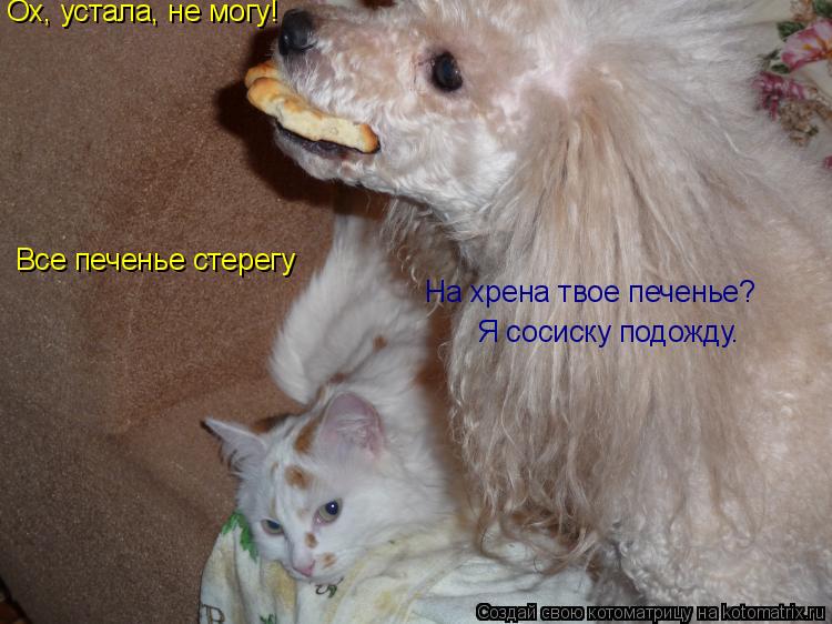 Ох, устала, не могу! Все печенье стерегу На хрена твое печенье? Я сосиску подожду.... Котоматрица: Ох, устала, не могу! Все печенье стерегу На хрена твое печенье? Я сосиску подожду.
