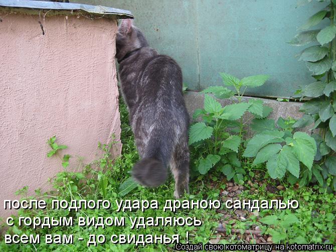 с гордым видом удаляюсь после подлого удара драною сандалью всем вам - до свиданья !... Котоматрица: с гордым видом удаляюсь после подлого удара драною сандалью всем вам - до свиданья !