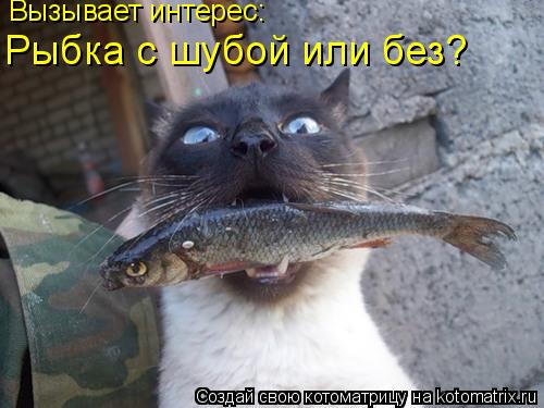 Вызывает интерес: Рыбка с шубой или без?... Котоматрица: Вызывает интерес: Рыбка с шубой или без?