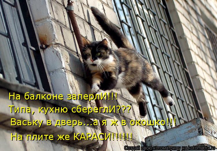 На балконе заперлИ!!! Типа, кухню сбереглИ??? Ваську в дверь...а я ж в окошко!!! На плите же КАРАСИ!!... Котоматрица: На балконе заперлИ!!! Типа, кухню сбереглИ??? Ваську в дверь...а я ж в окошко!!! На плите же КАРАСИ!!!!!!