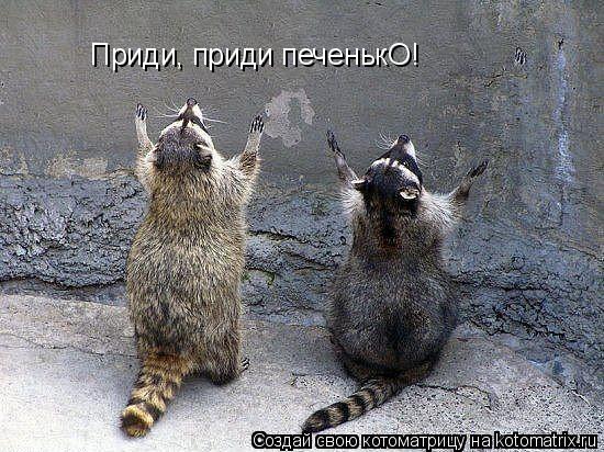 Приди, приди печенькО!... Котоматрица: Приди, приди печенькО!