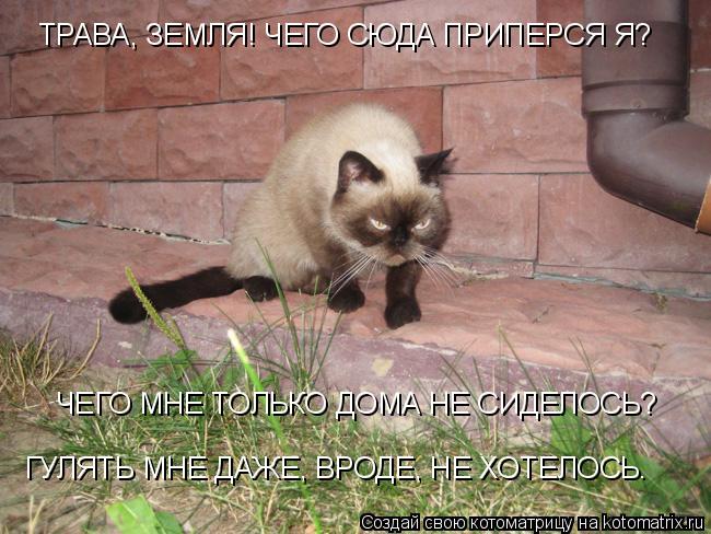 ТРАВА, ЗЕМЛЯ! ЧЕГО СЮДА ПРИПЕРСЯ Я? ЧЕГО МНЕ ТОЛЬКО ДОМА НЕ СИДЕЛОСЬ? ГУЛЯТЬ МНЕ ДАЖЕ, ВРОДЕ, НЕ ХОТЕ... Котоматрица: ТРАВА, ЗЕМЛЯ! ЧЕГО СЮДА ПРИПЕРСЯ Я? ЧЕГО МНЕ ТОЛЬКО ДОМА НЕ СИДЕЛОСЬ? ГУЛЯТЬ МНЕ ДАЖЕ, ВРОДЕ, НЕ ХОТЕЛОСЬ.