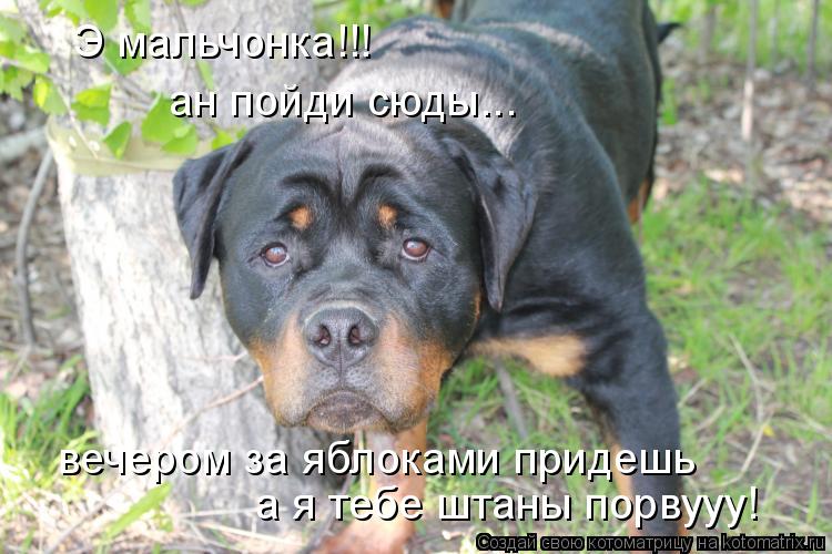 Э мальчонка!!! ан пойди сюды... вечером за яблоками придешь а я тебе штаны порвууу!... Котоматрица: Э мальчонка!!! ан пойди сюды... вечером за яблоками придешь а я тебе штаны порвууу!