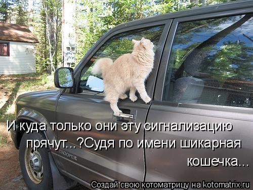 Котоматрица: И куда только они эту сигнализацию прячут...?Судя по имени шикарная кошечка...