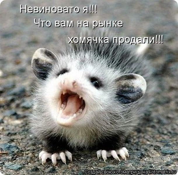 Невиновато я!!! Что вам на рынке хомячка продали!!!... Котоматрица: Невиновато я!!! Что вам на рынке хомячка продали!!!