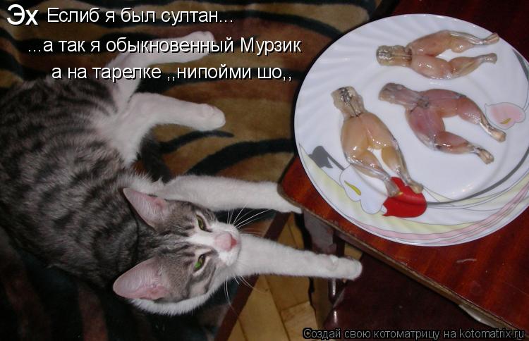 Еслиб я был султан... ...а так я обыкновенный Мурзик а на тарелке ,,нипойми шо,, Эх... Котоматрица: Еслиб я был султан... ...а так я обыкновенный Мурзик а на тарелке ,,нипойми шо,, Эх