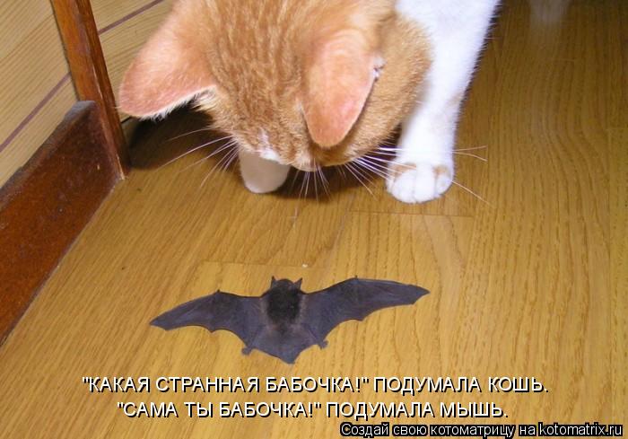 "КАКАЯ СТРАННАЯ БАБОЧКА!" ПОДУМАЛА КОШЬ. "САМА ТЫ БАБОЧКА!" ПОДУМАЛА МЫШЬ.... Котоматрица: "КАКАЯ СТРАННАЯ БАБОЧКА!" ПОДУМАЛА КОШЬ. "САМА ТЫ БАБОЧКА!" ПОДУМАЛА МЫШЬ.