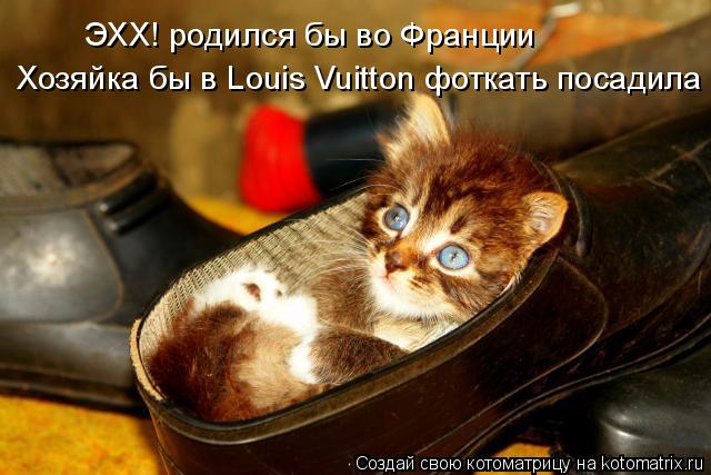 ЭХХ! родился бы во Франции Хозяйка бы в Louis Vuitton фоткать посадила... Котоматрица: ЭХХ! родился бы во Франции Хозяйка бы в Louis Vuitton фоткать посадила