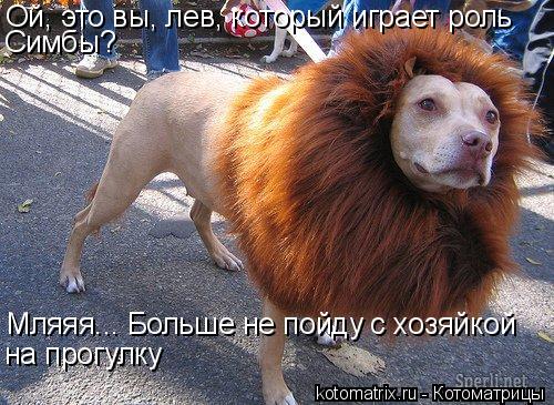 Ой, это вы, лев, который играет роль Симбы? Мляяя... Больше не пойду с хозяйкой на прогулку... Котоматрица: Ой, это вы, лев, который играет роль Симбы? Мляяя... Больше не пойду с хозяйкой на прогулку