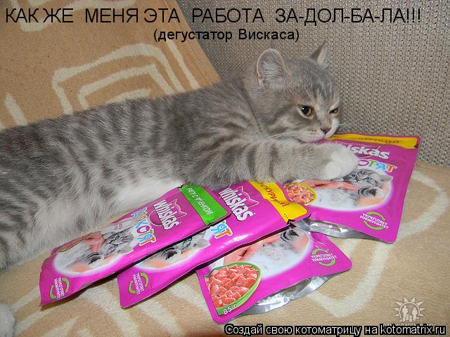 КАК ЖЕ МЕНЯ ЭТА РАБОТА ЗА-ДОЛ-БА-ЛА!!! (дегустатор Вискаса)... Котоматрица: КАК ЖЕ МЕНЯ ЭТА РАБОТА ЗА-ДОЛ-БА-ЛА!!! (дегустатор Вискаса)