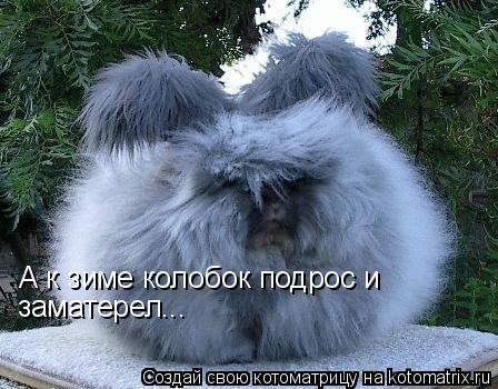 А к зиме колобок подрос и заматерел...... Котоматрица: А к зиме колобок подрос и заматерел...