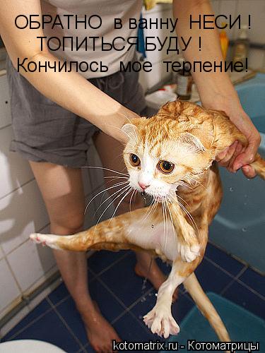 ОБРАТНО в ванну НЕСИ ! ТОПИТЬСЯ БУДУ ! Кончилось мое терпение!... Котоматрица: ОБРАТНО в ванну НЕСИ ! ТОПИТЬСЯ БУДУ ! Кончилось мое терпение!
