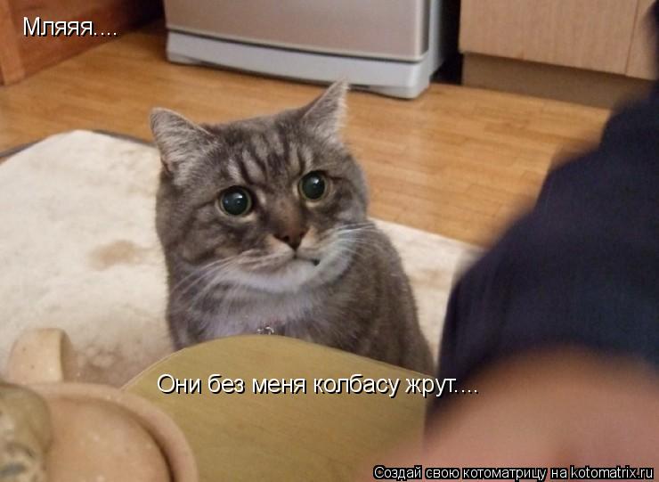 Мляяя.... Они без меня колбасу жрут....... Котоматрица: Мляяя.... Они без меня колбасу жрут....