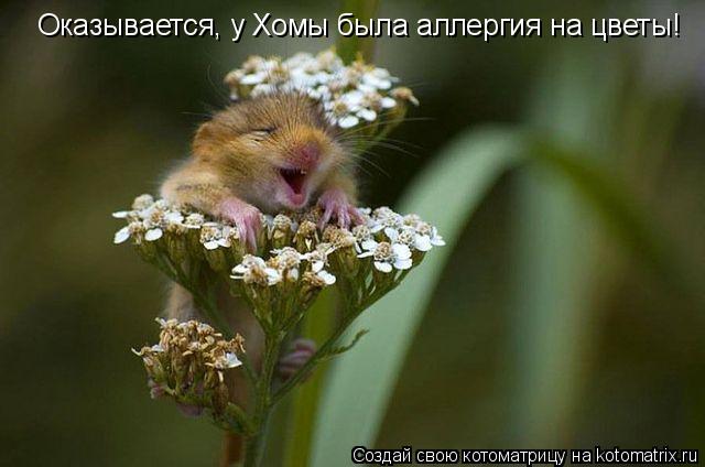 Оказывается, у Хомы была аллергия на цветы!... Котоматрица: Оказывается, у Хомы была аллергия на цветы!