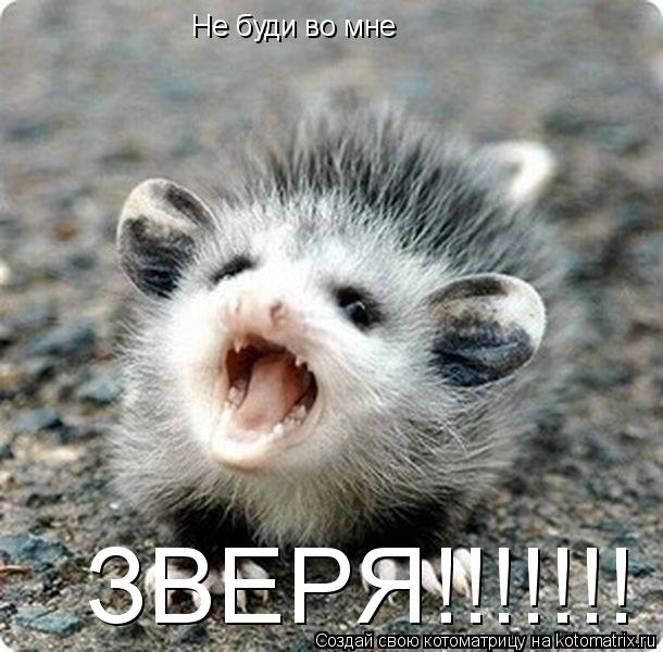 Не буди во мне ЗВЕРЯ!!!!!!!... Котоматрица: Не буди во мне ЗВЕРЯ!!!!!!!