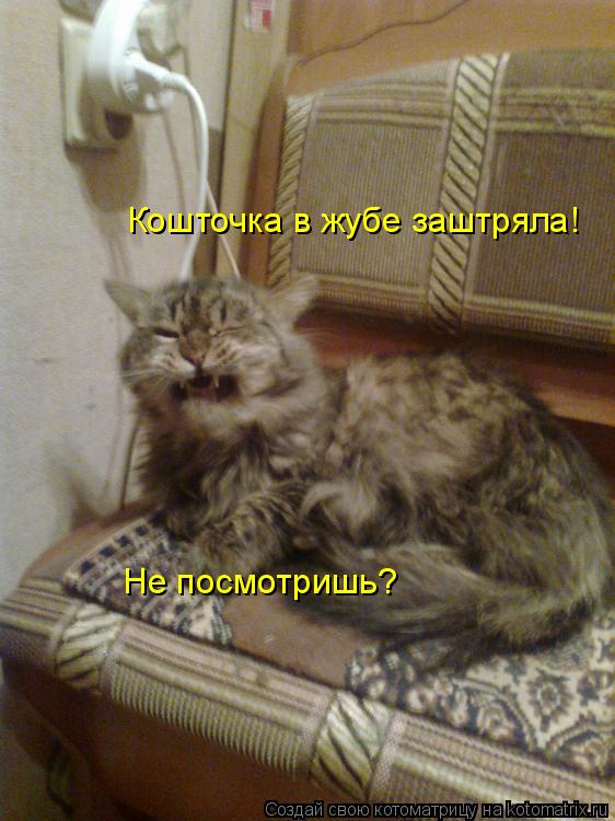 Кошточка в жубе заштряла! Не посмотришь?... Котоматрица: Кошточка в жубе заштряла! Не посмотришь?