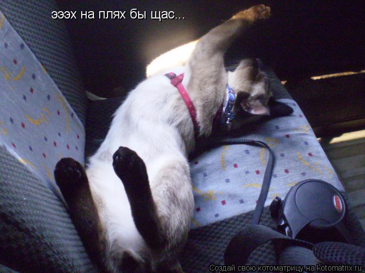 эээх на плях бы щас...... Котоматрица: эээх на плях бы щас...