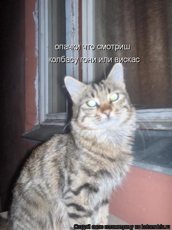 опачки что смотриш колбасу гони или вискас... Котоматрица: опачки что смотриш колбасу гони или вискас
