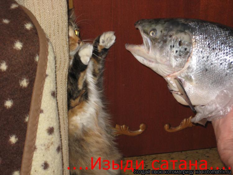 ....Изыди сатана........ Котоматрица: ....Изыди сатана.....